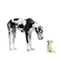 Clínica veterinaria en Villaviciosa