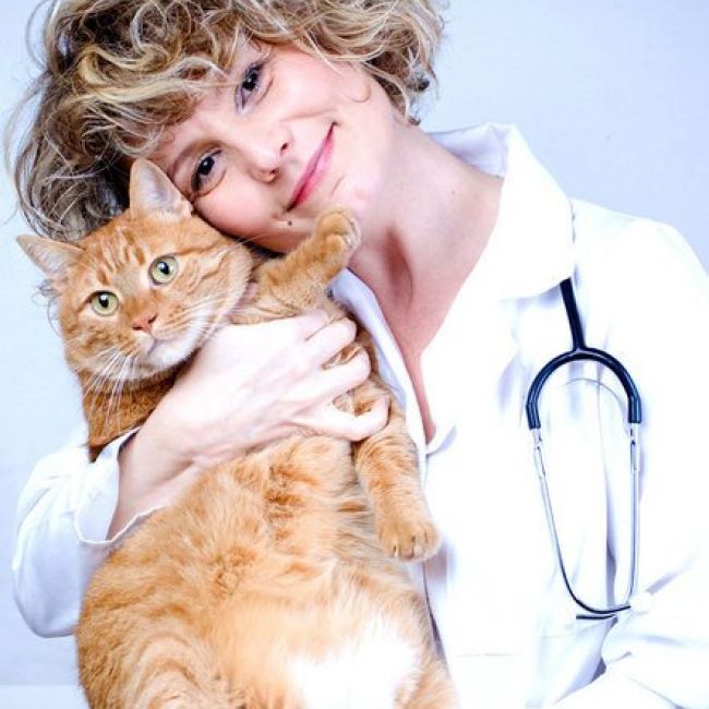 Veterinarios en Madrid a domicilio